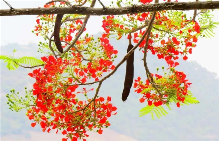 怒江旅游 凤凰花开红似火，峡谷赏花正当时