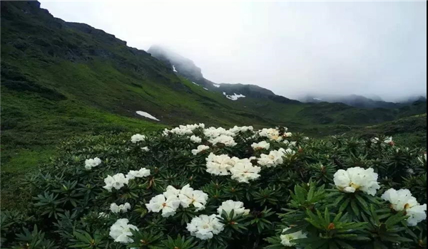 碧罗雪山